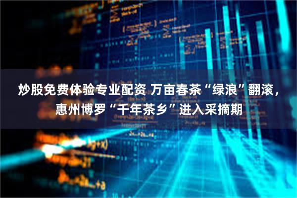 炒股免费体验专业配资 万亩春茶“绿浪”翻滚，惠州博罗“千年茶乡”进入采摘期