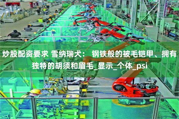 炒股配资要求 雪纳瑞犬： 钢铁般的被毛铠甲、拥有独特的胡须和眉毛_显示_个体_psi